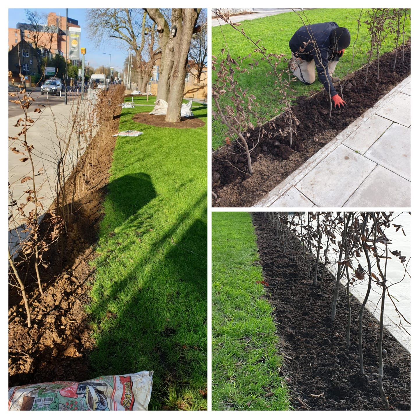 Tree and hedge planting along property frontage